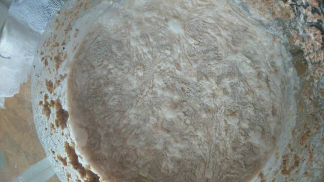 Jak wygląda zepsuty zakwas na chleb? Oznaki, które musisz znać