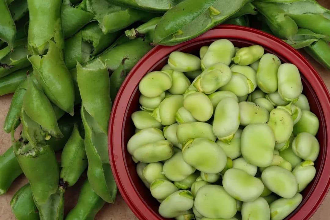 Ile czasu gotować mrożony bób? Przepis krok po kroku