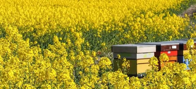 Miód biały jak smalec: właściwości, zastosowania i zdrowotne korzyści