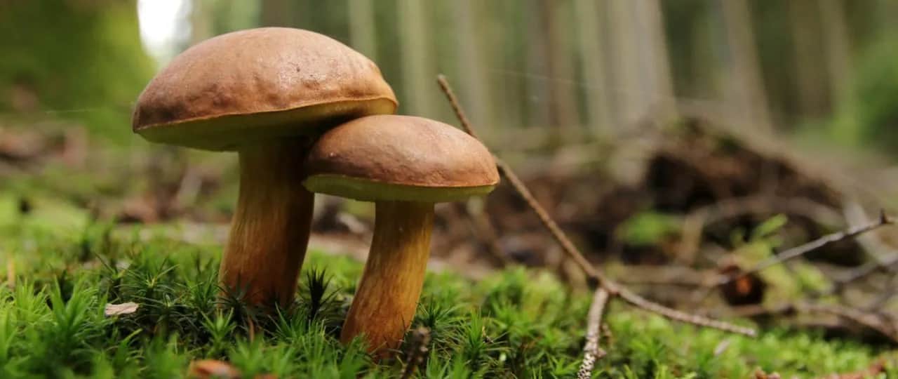 Grzyby leśne: jakie zbierać i jak je przygotować?