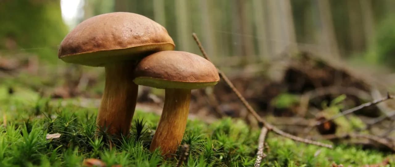 Grzyby leśne: jakie zbierać i jak je przygotować?